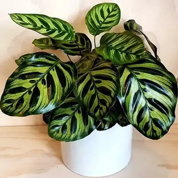 Green_Premium_Calathea_Plant