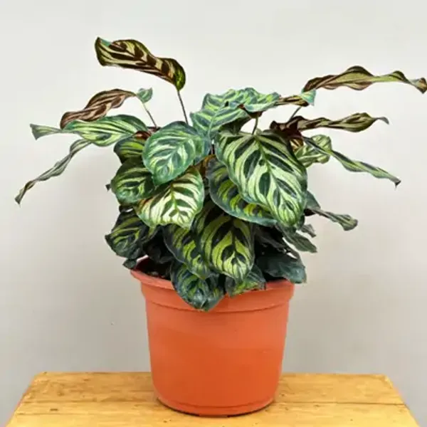 Green_Premium_Calathea_Plant