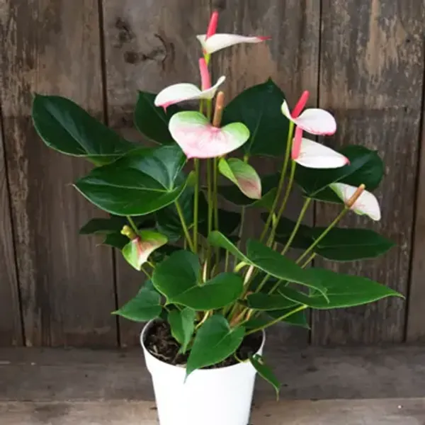 White_Anthurium_Andreanum_Bicolour