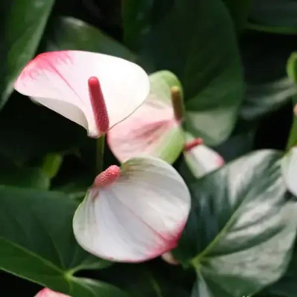 White_Anthurium_Andreanum_Bicolour