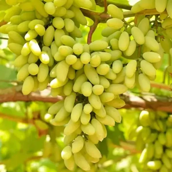 Green_Thai_Variety_Green_Grapes_Fruit_Plant