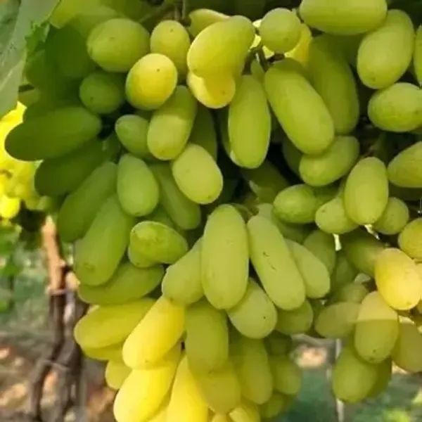 Green_Thai_Variety_Green_Grapes_Fruit_Plant
