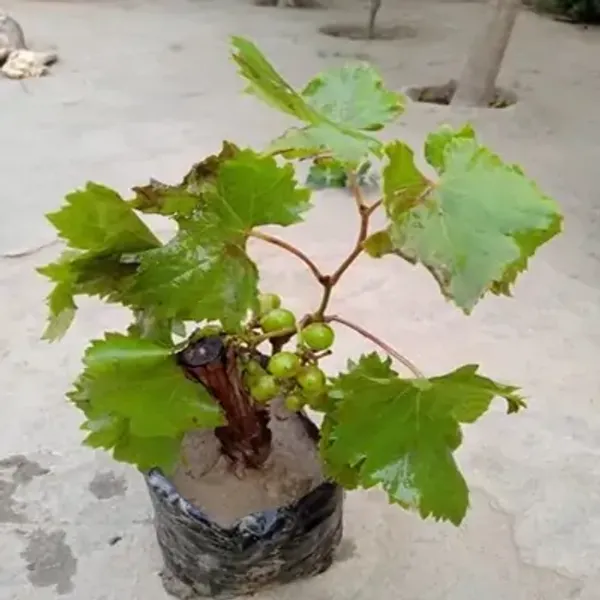 Green_Thai_Variety_Green_Grapes_Fruit_Plant