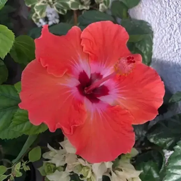 Red_American_Variety_Hibiscus_Flower_Plants