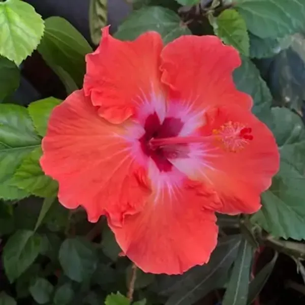 Red_American_Variety_Hibiscus_Flower_Plants