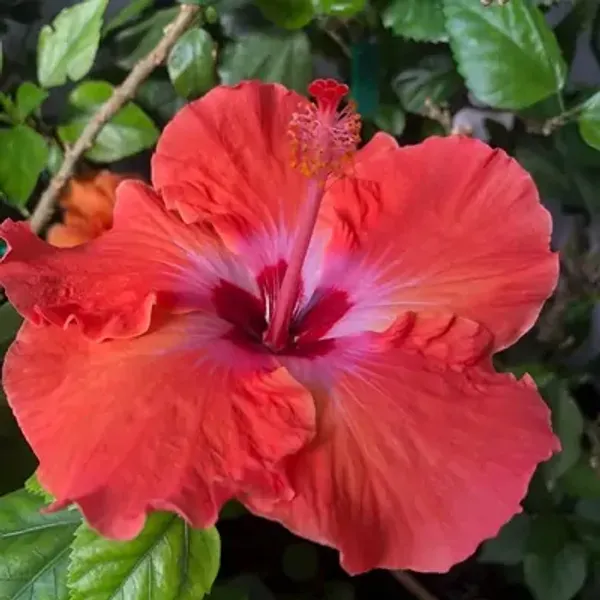 Red_American_Variety_Hibiscus_Flower_Plants