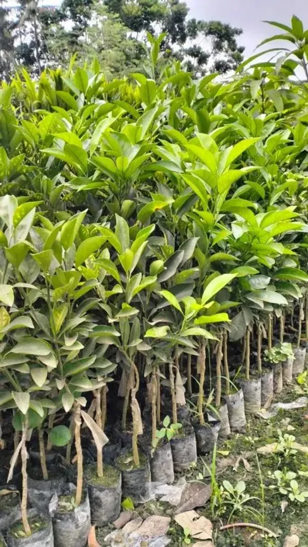 Bari2_Malta_Grafted_&_Amp_Hybrid_Lemon_Fruit_Plant