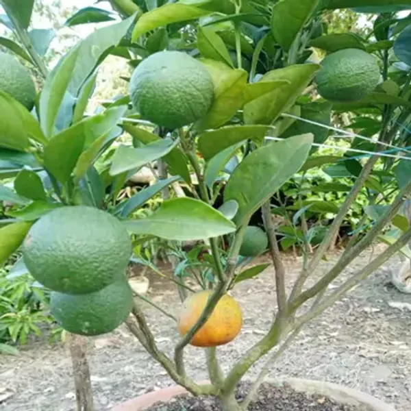 Bari2_Malta_Grafted_&_Amp_Hybrid_Lemon_Fruit_Plant