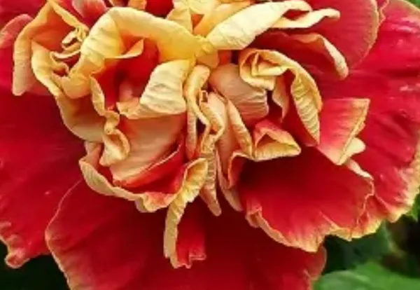 Red_Double_Petal_Variety_Grafted_Hibiscus_Flower_Plant