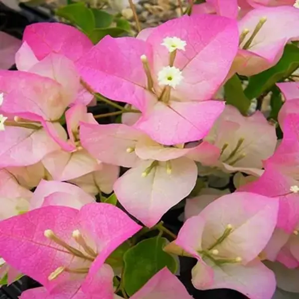 Pink_Thai_Delight_Bougainvillea_Flower_Plant