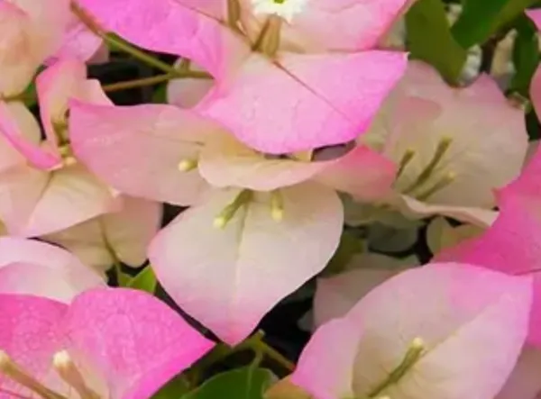 Pink_Thai_Delight_Bougainvillea_Flower_Plant