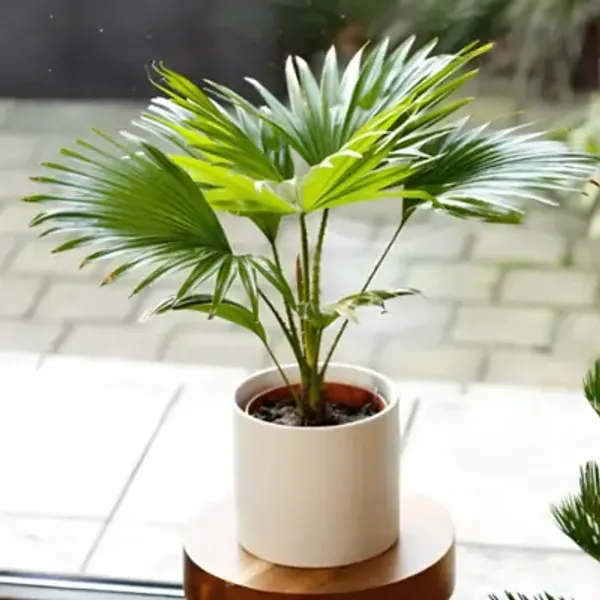Green_Chianese_Perfect_For_Adding_Beauty_Plam_Plant