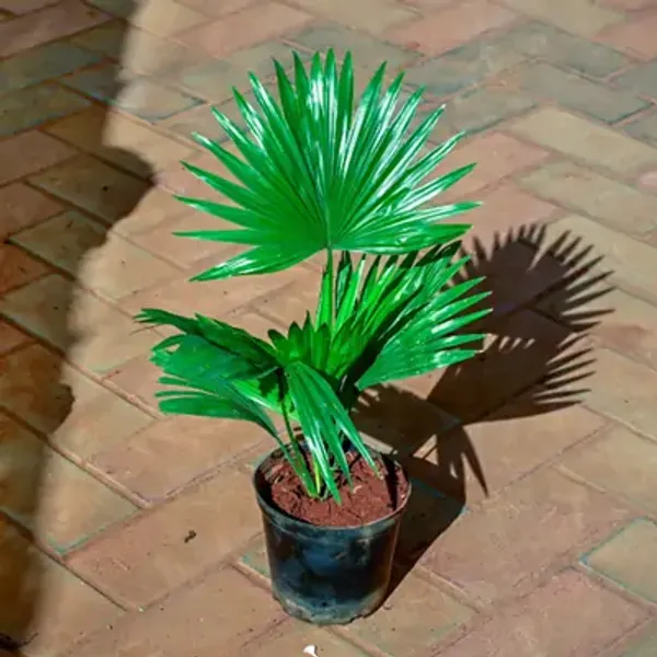 Green_Chianese_Perfect_For_Adding_Beauty_Plam_Plant