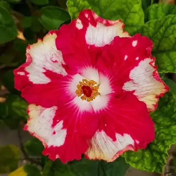 Red_American_Variety_Hibiscus_Flower_Plant