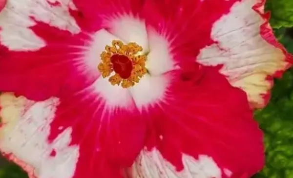 Red_American_Variety_Hibiscus_Flower_Plant