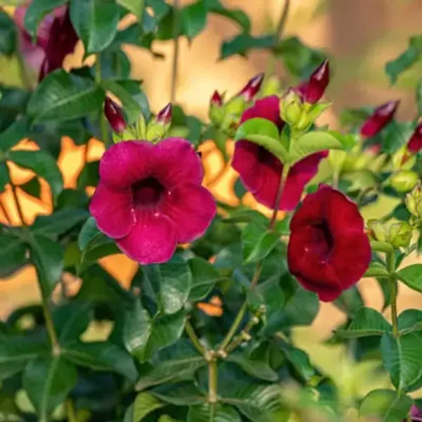 Red_Hybrid_Allamanda_Flower_Plant