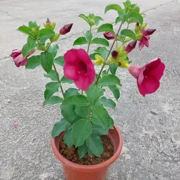 Red_Hybrid_Allamanda_Flower_Plant