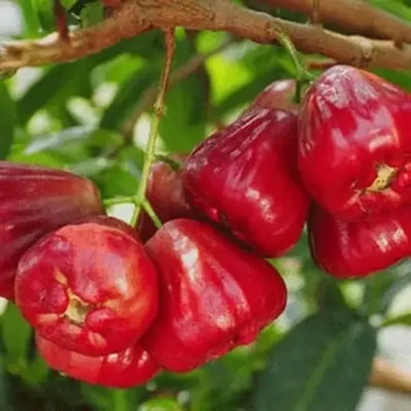 Red_Missile_Wax_Water_Apple_Fruit_Plant