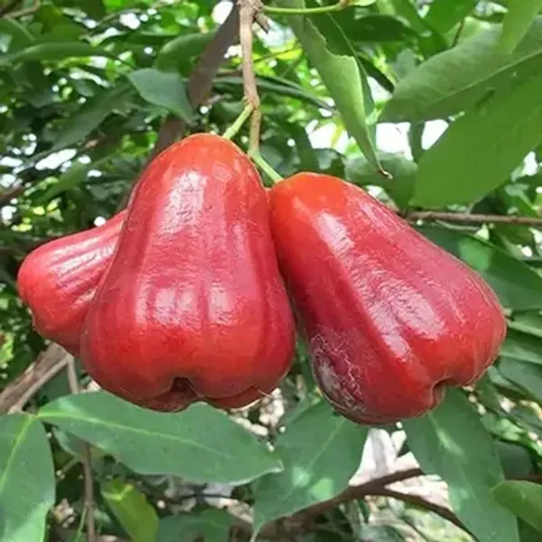 Red_Missile_Wax_Water_Apple_Fruit_Plant