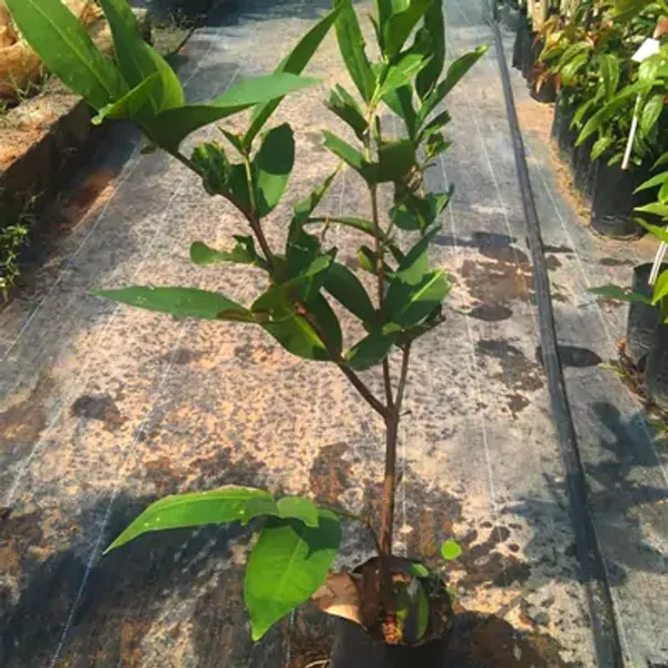 Red_Missile_Wax_Water_Apple_Fruit_Plant