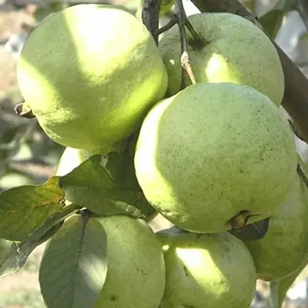 Guava_Grafted_&_Amp_Hybrid_Fruit_Plant