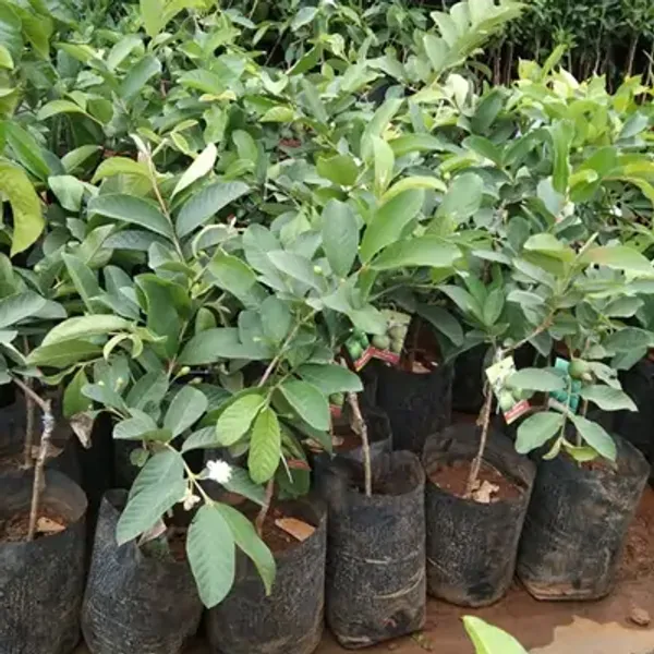 Guava_Grafted_&_Amp_Hybrid_Fruit_Plant