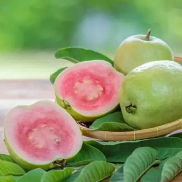 Guava_Grafted_&_Amp_Hybrid_Fruit_Plant