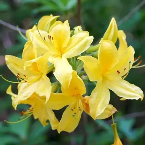 Yellow_Azalea_Flower_Plant_Yellow