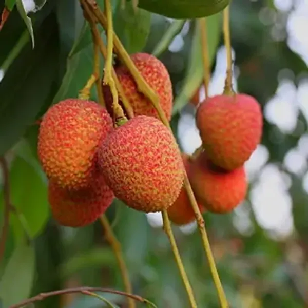 Red_Muzaffarpur_Shahi_Litchi_Fruit_Plant_Lychee