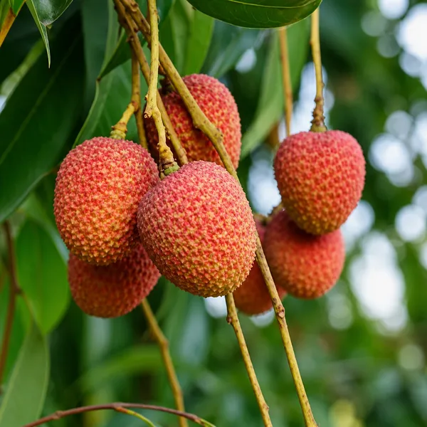 Red_Muzaffarpur_Shahi_Litchi_Fruit_Plant_Lychee