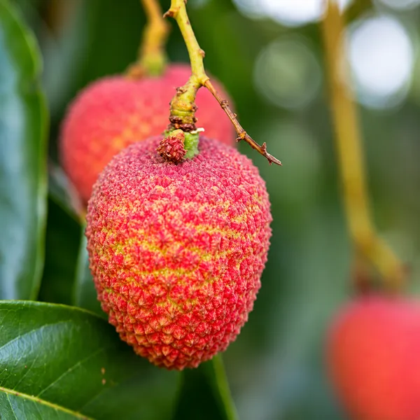 Red_Muzaffarpur_Shahi_Litchi_Fruit_Plant_Lychee
