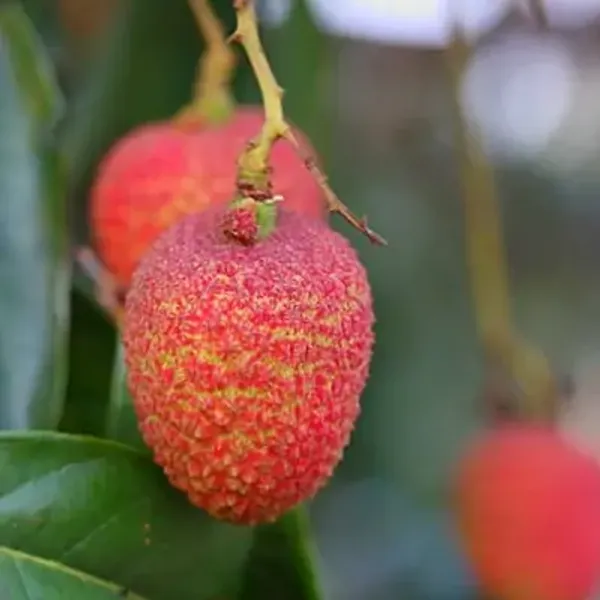 Red_Muzaffarpur_Shahi_Litchi_Fruit_Plant_Lychee