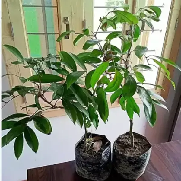 Red_Muzaffarpur_Shahi_Litchi_Fruit_Plant_Lychee