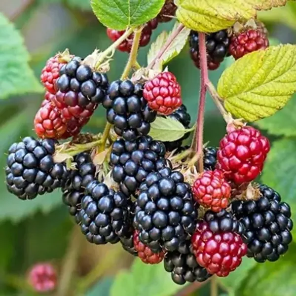 Blackberry_Hybrid_Fruit_Plant