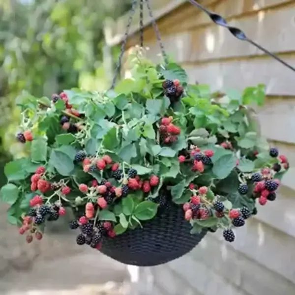Blackberry_Hybrid_Fruit_Plant