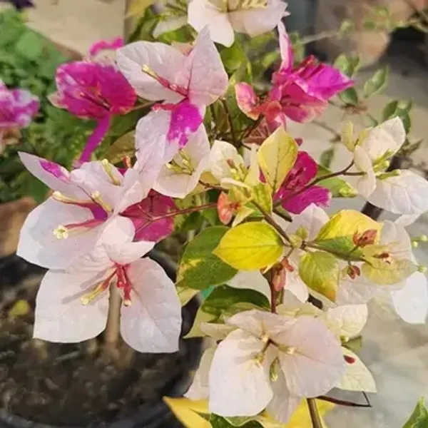 Pink_&_White_Magic_Ice_Cream_Bougainvillea_Flower_Plant