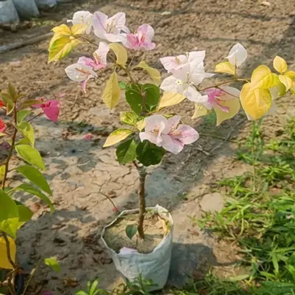 Pink_&_White_Magic_Ice_Cream_Bougainvillea_Flower_Plant