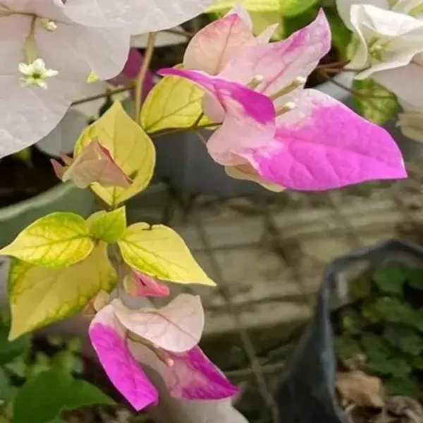 Pink_&_White_Magic_Ice_Cream_Bougainvillea_Flower_Plant