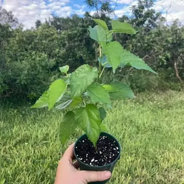 Black_&_Red_Kanva2_Hybrid_Mulberry_Fruit_Plant