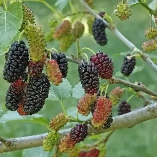 Black_&_Red_Kanva2_Hybrid_Mulberry_Fruit_Plant