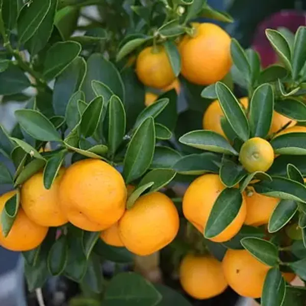 Orange_Pell_Sweet_Grafted_Lemon_Fruit_Plant
