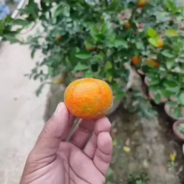 Orange_Pell_Sweet_Grafted_Lemon_Fruit_Plant