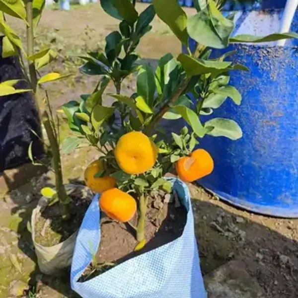 Orange_Pell_Sweet_Grafted_Lemon_Fruit_Plant