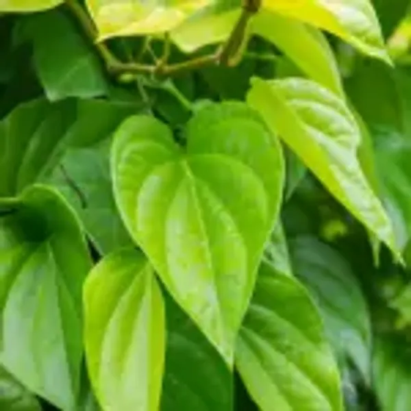Green_Indian_Betel_Leaf_Plant