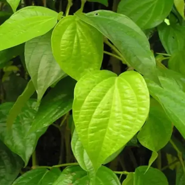 Green_Indian_Betel_Leaf_Plant
