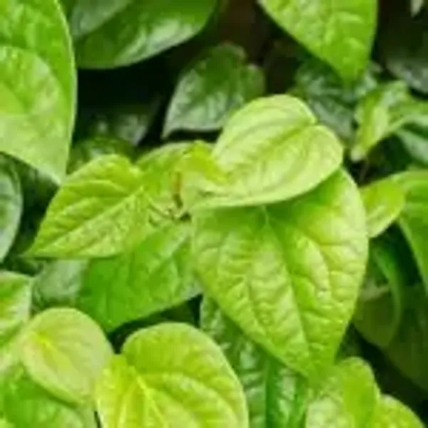 Green_Indian_Betel_Leaf_Plant
