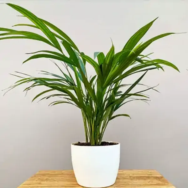 Green_Areca_Palm_Live_Plant_Wodyetia_Bifurcate