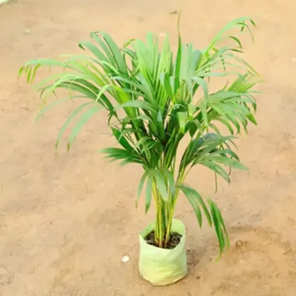 Green_Areca_Palm_Live_Plant_Wodyetia_Bifurcate