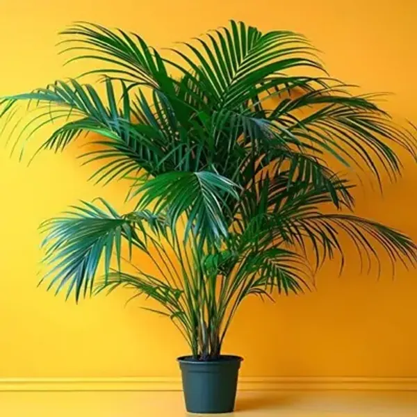 Green_Areca_Palm_Live_Plant_Wodyetia_Bifurcate