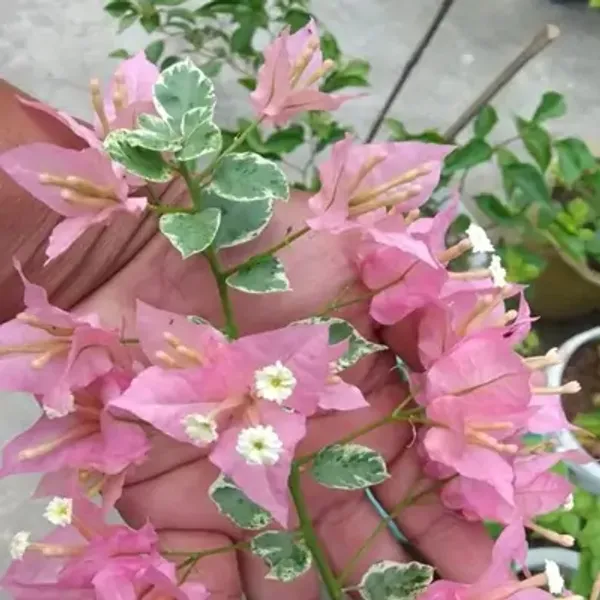 Pink_Sakura_Belacan_Bougainvillea_Flower_Plant